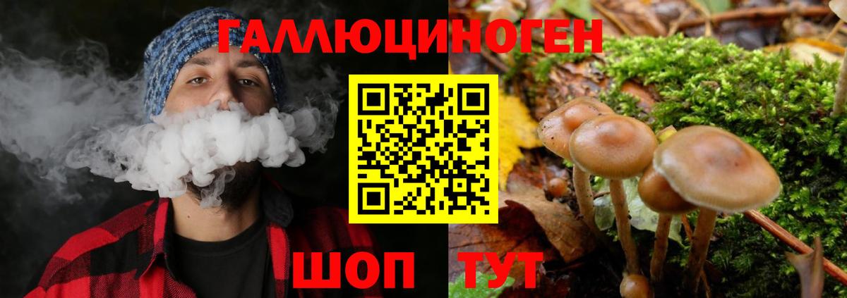 Псилоцибиновые грибы Cubensis Городец